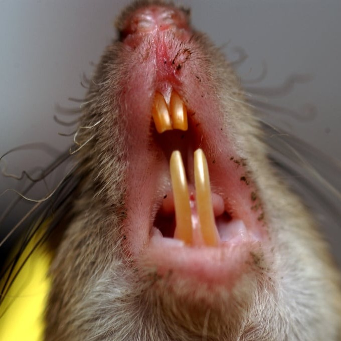 Дератизация крыс в Енакиево?